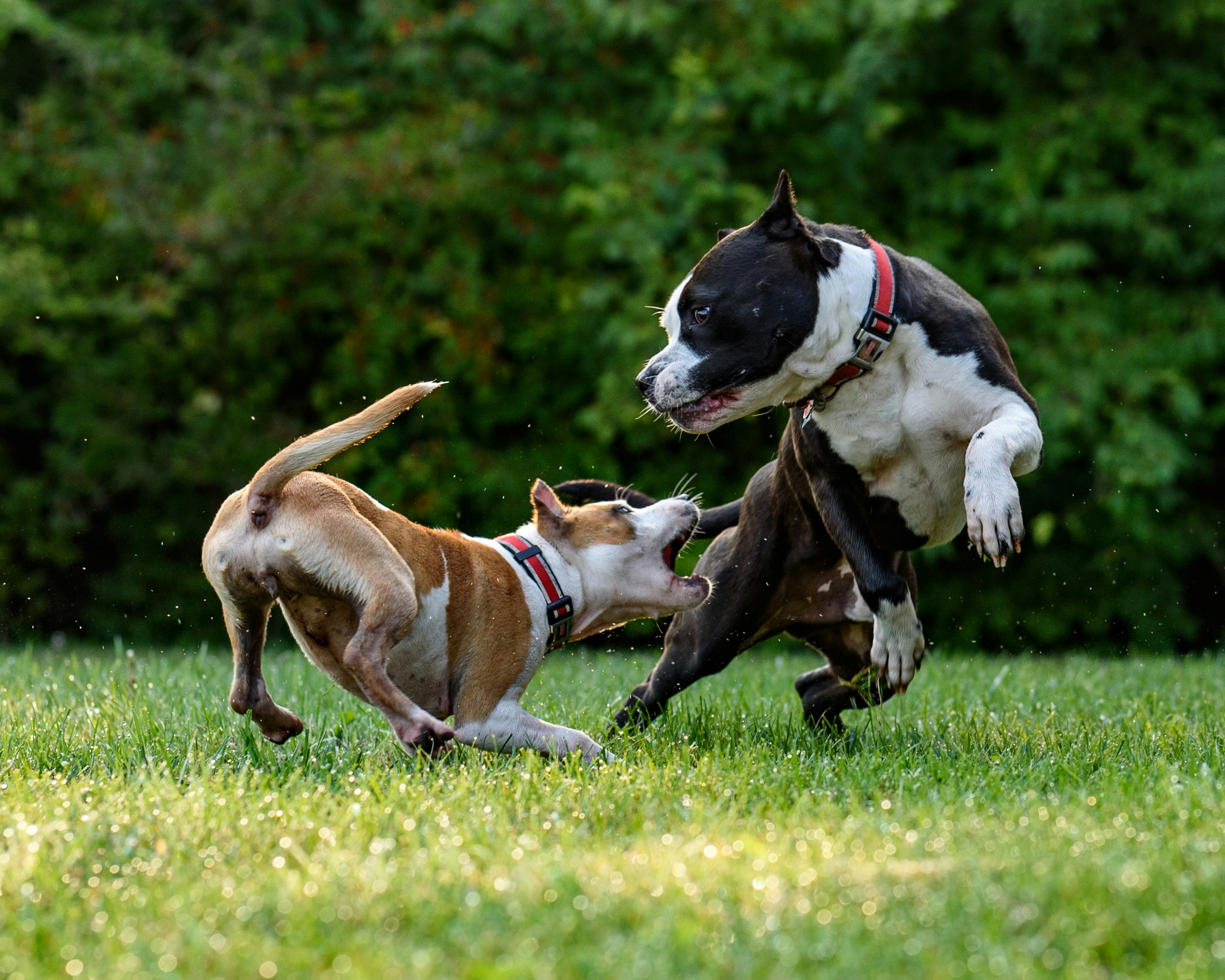 dog attack laws in QLD